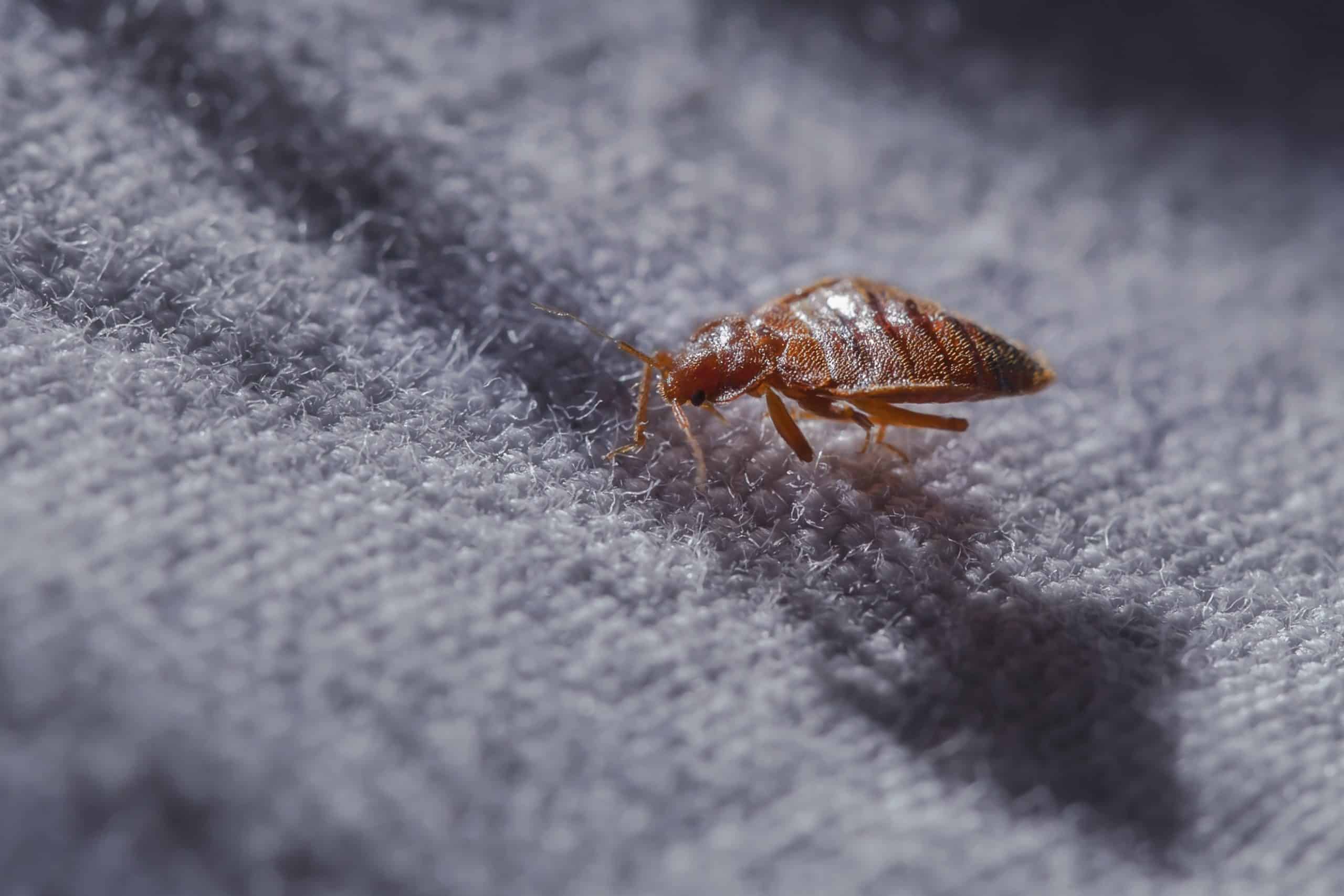 bed-bugs-in-car